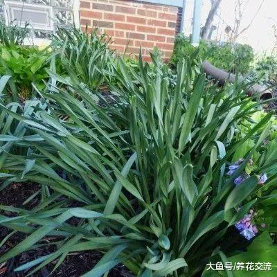 鸢尾花养护的过程中有小花苞, 没法开放是咋回事呢?