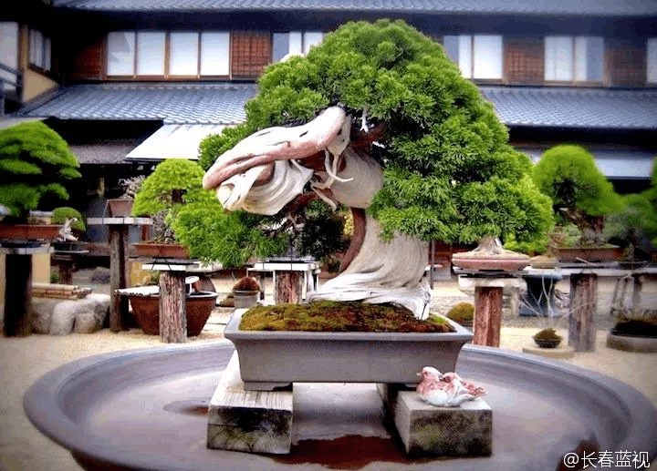 1个盆景出价600万, 植物也可以做成艺术品!