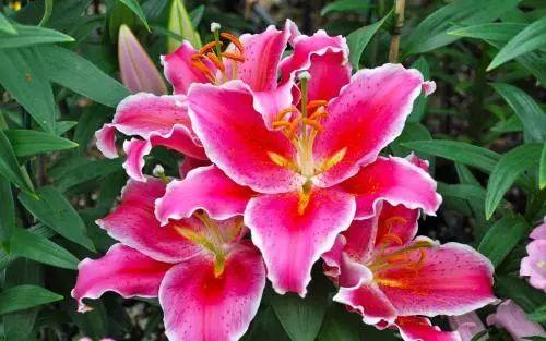 养花中这7种错误最容易忽视, 也最容易犯, 说不定你正在做呢!