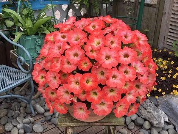 养花的4大绝技, 学1招, 就能养个大花球!