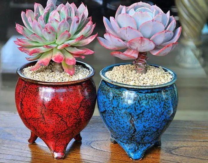多肉别乱用花盆, 选对颜色, 颜值高了10个档!