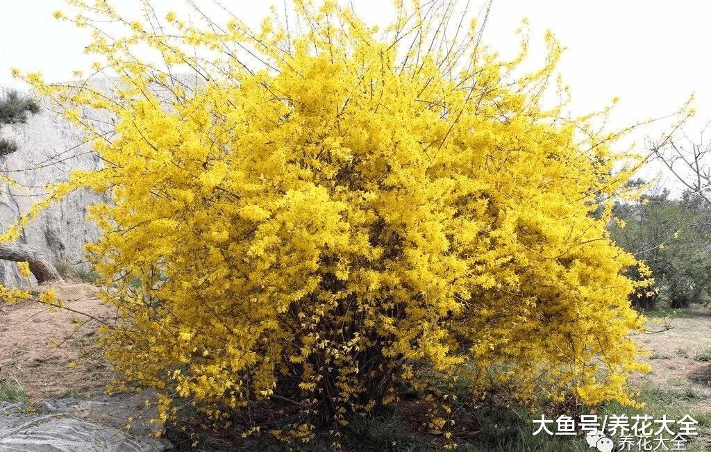 清明踏春必备! 带着这份花名册出发吧!