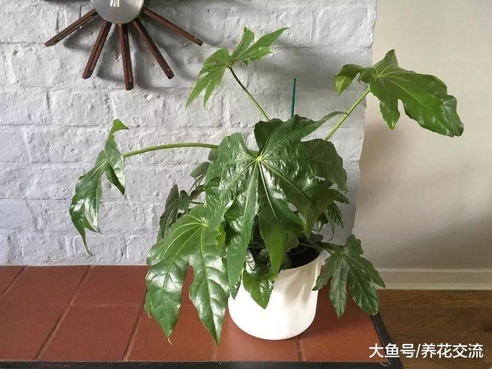 特别大气的大型盆栽八角金盘, 寓意为八方来财的植物