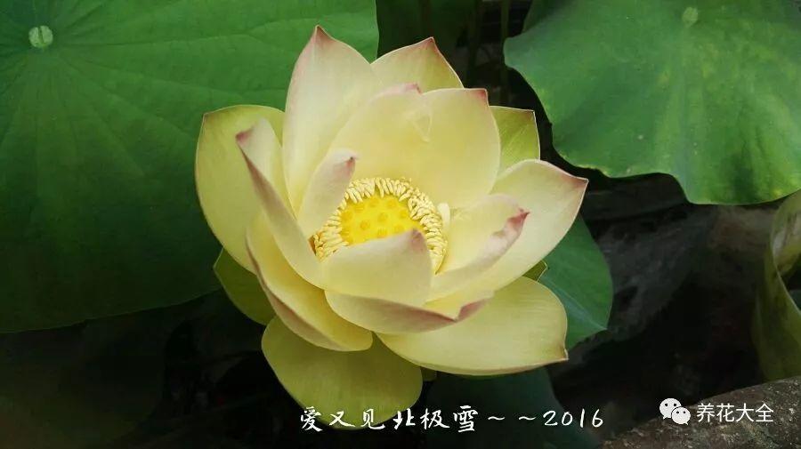 夏天就养它, 花开一朵比拳头还大, 越热越爆盆!