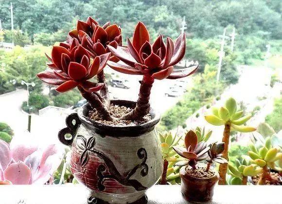 多肉别乱用花盆, 选对颜色, 颜值高了10个档!