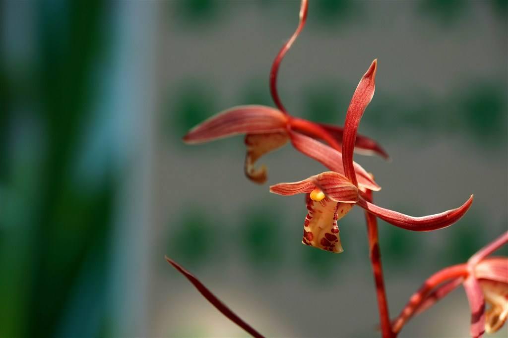 兰花在低温下不用考虑通风