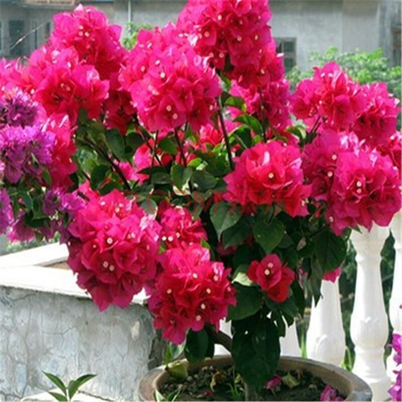 三角梅“开花”难? 7天喂勺“汤水”, 花朵旺满盆!