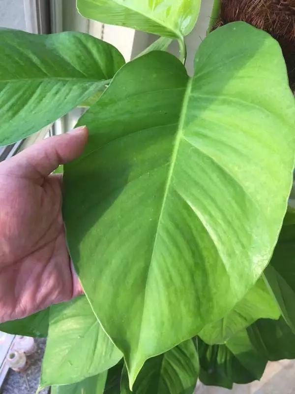 水里掺粒它, 比淘米水还肥, 啥花都能养的旺!