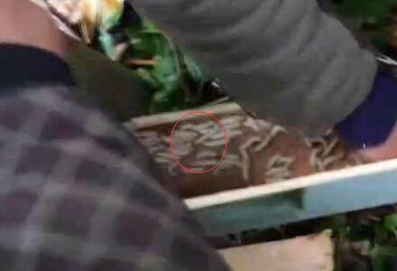 农民大叔上山意外挖到宝贝 据说一斤2000元还很抢手