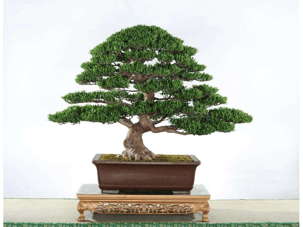 就想养棵罗汉松, 无奈价格太贵, 剪1枝条种下也能呼呼长!