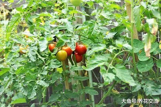 诱发番茄黄叶病的15种原因, 养好之后就能经常结果