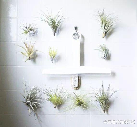 适合养在浴室里面的耐阴植物, 不用经常照顾也能生长良好