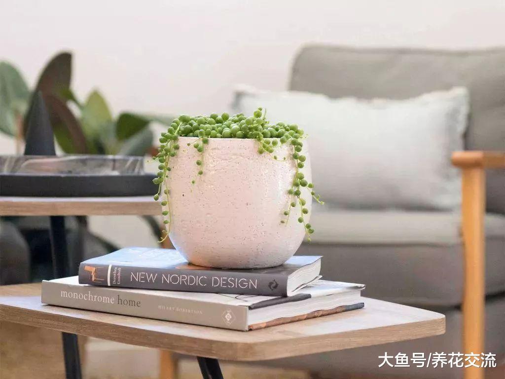 几种适合养在客厅里的大型盆栽绿植, 看起来格外大气
