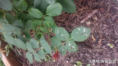 用泻盐促进月季开出灿烂的花朵, 也能很好地预防病虫害