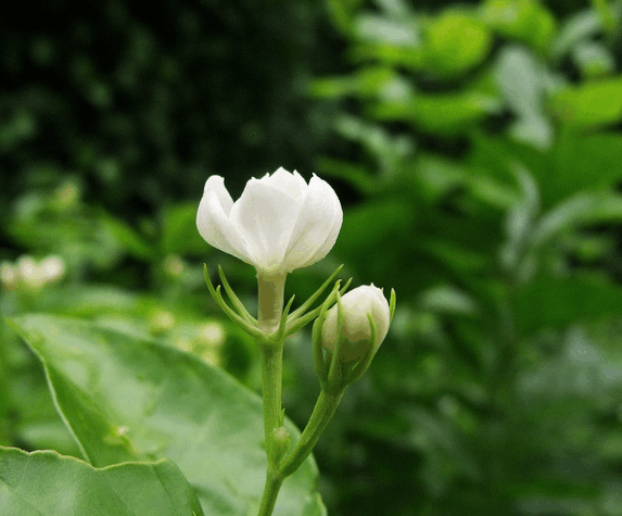 秋老虎来了茉莉花难养, 追加点肥料, 花开的比夏天还旺!