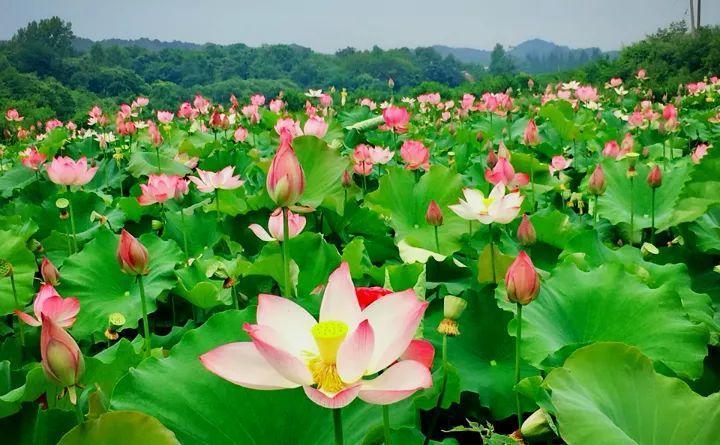 炎炎夏日, 莲花的美景别错过, 送你一池清凉!