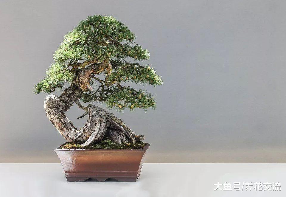 ?这些室内盆栽树很适合摆放在客厅, 半个月不管也能生长良好