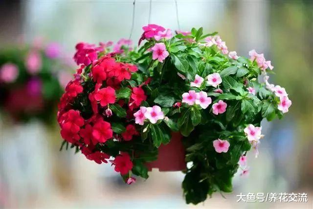 室内养一些悬挂的吊盆植物注意这几个事项, 吊兰绿萝轻松养满盆
