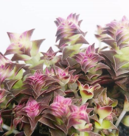 网购回来的多肉, 根部处理很重要, 修修剪剪生根快!