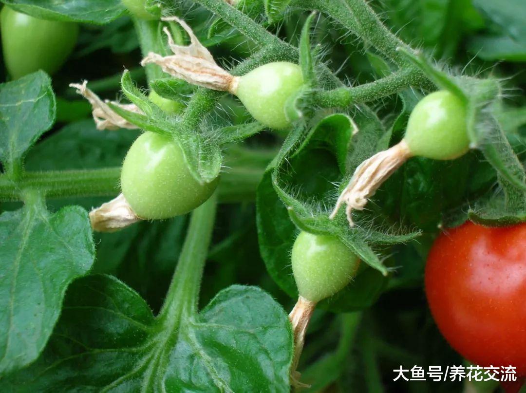 为什么西红柿的花朵、果实很容易枯萎腐烂?