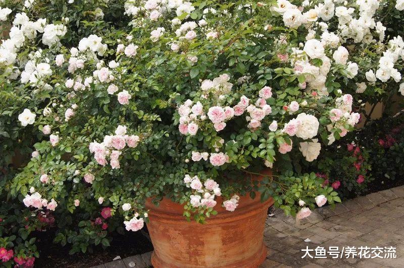 用花盆栽培月季花需要注意的事项, 促进不断开花的技巧