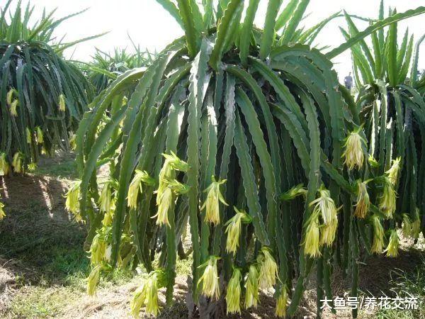 火龙果的黑籽轻松养成爆盆的可爱多肉, 长大后完全变了样