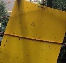 养的薄荷招虫了? 喷点这个水, 叶子油绿呼呼长!
