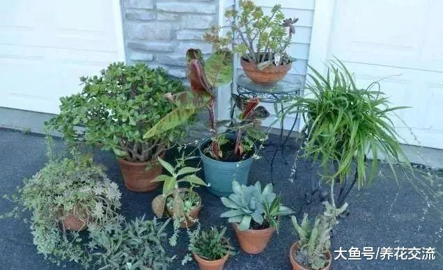 室内的虫子是从哪里来的, 要怎么避免盆栽植物感染病虫害?