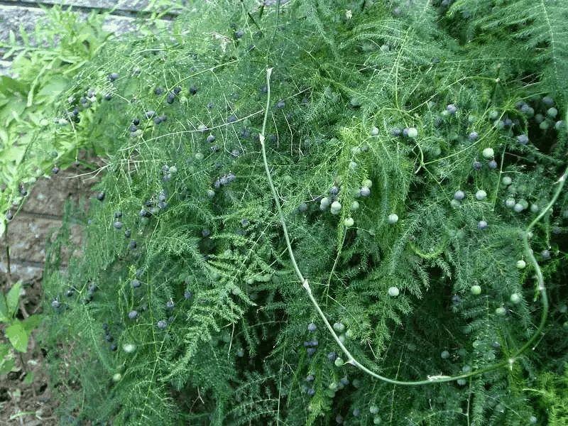 他家的文竹, 一次能结100个果, 枝条都压弯了!