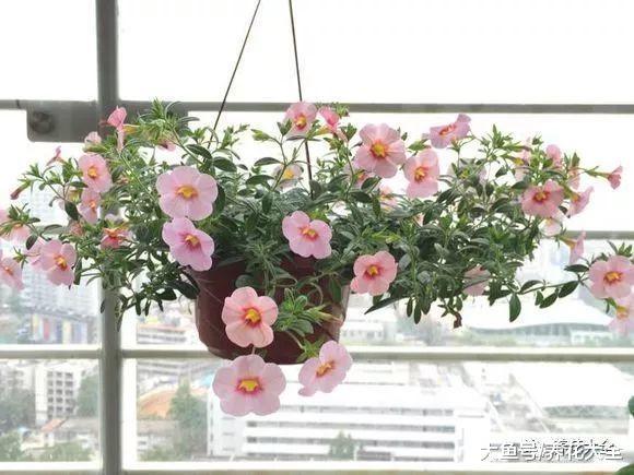 把这些花吊起来养, 不但花开满盆, 还不占地!