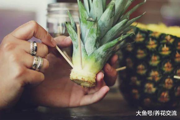 鳄梨果核、菠萝叶子养成水培盆栽, 准备一点清水和牙签就行了