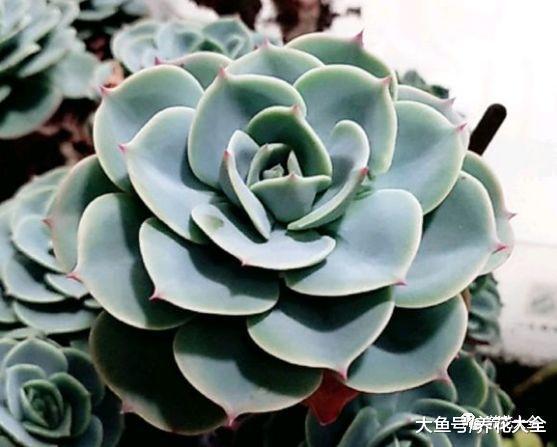 养多肉就养这7种, 个个颜值爆表, 总有一款适合你!