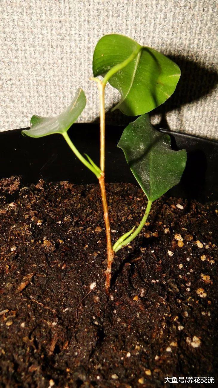 家里养护的盆栽垂叶榕这样养才能发挥最好的净化效果