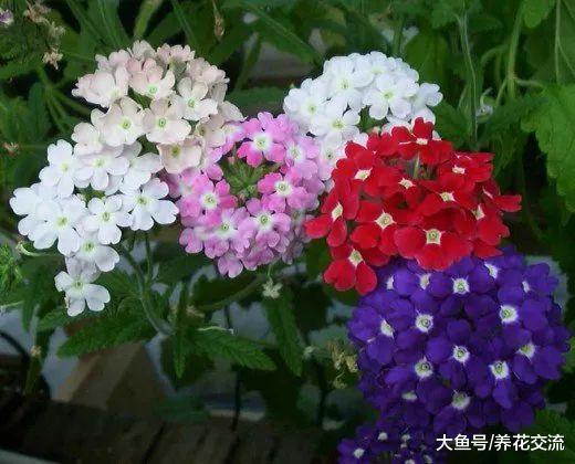 这些花卉适合在春季用种子播种繁殖, 种院子里变成多年生开花植物