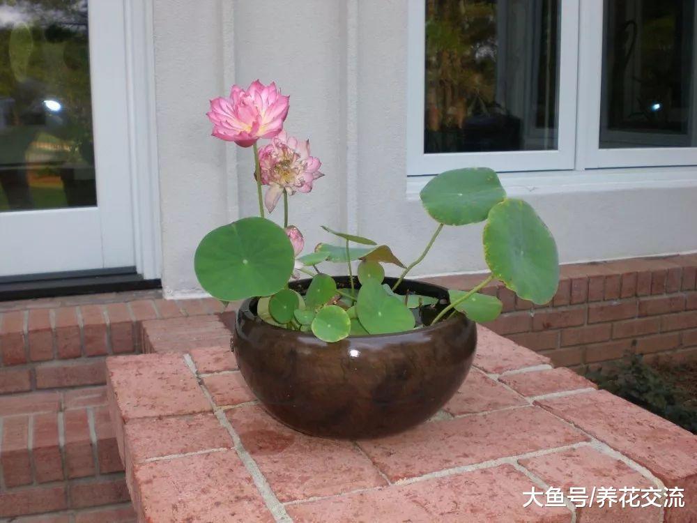光照很充足的碗莲叶子长满一盆, 为什么一朵花都没有?