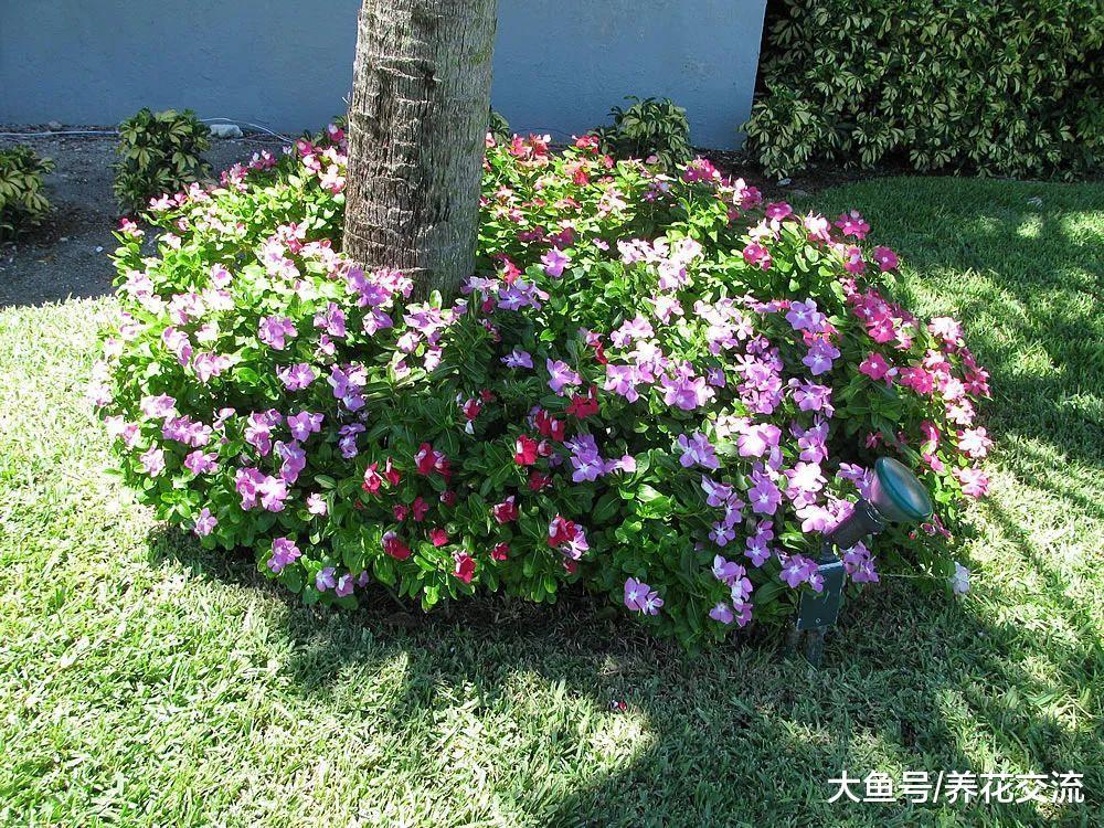 养在阳台上就能常年开花的长春花, 没想到还有这么多花色