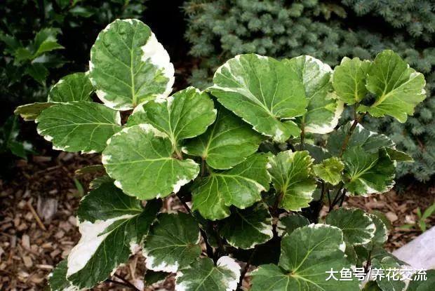 特别适合摆放在客厅的福禄桐, 原来还有不同类型的叶子