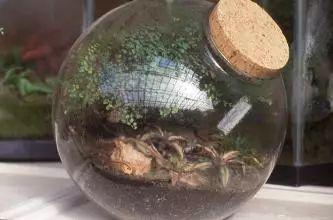 这些植物养在玻璃箱里能美出天际, 看一眼绝对忘不掉!