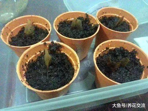 鸡蛋花从种子养成开花的大盆栽, 掌握这几个技巧就可以了