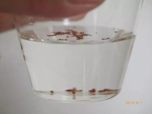 草莓挖1勺, 晾干后丢盆里, 7天长成小森林!