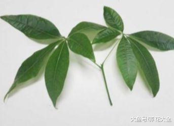 最简单的扦插方法, 学会了, 就再也不用买发财树了!