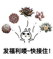 这些多肉表情包, 搞笑卖萌, 让你聊天不尴尬!