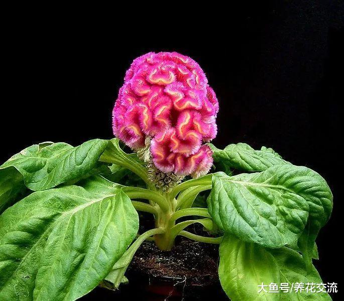 在花盆里养出不断开花的鸡冠花, 花朵长得像五颜六色的鸡冠一般