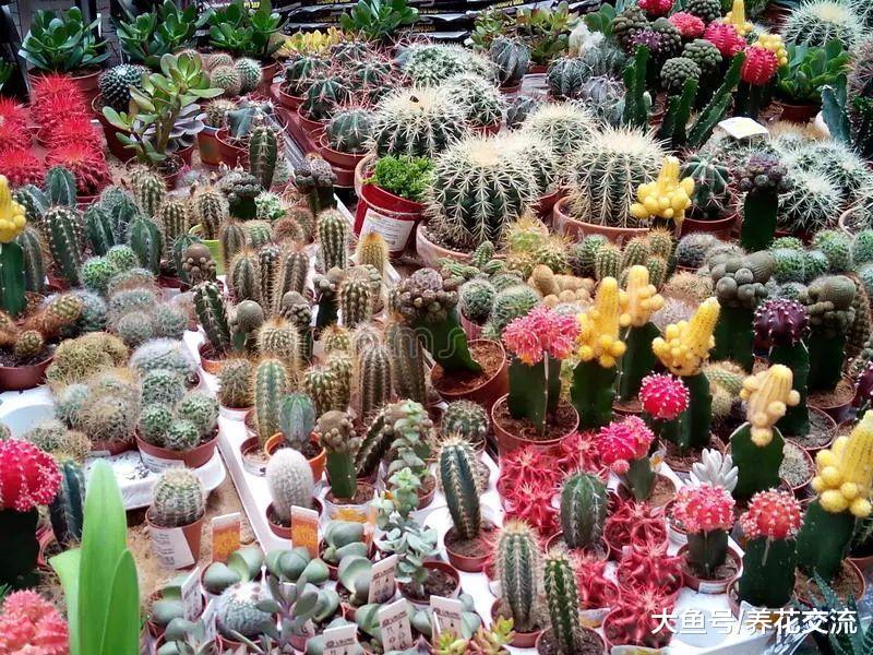 为啥花店的花卉都长得非常亮泽, 自己家里的植物却总是沾染灰尘