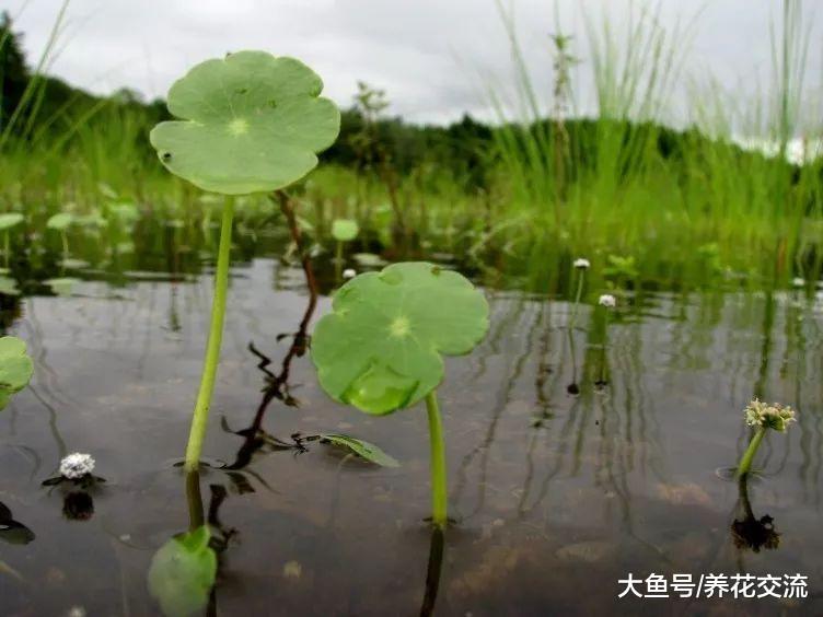 在阳台和窗台上只要给水和光照就养不死的植物, 铜钱草为啥受欢迎