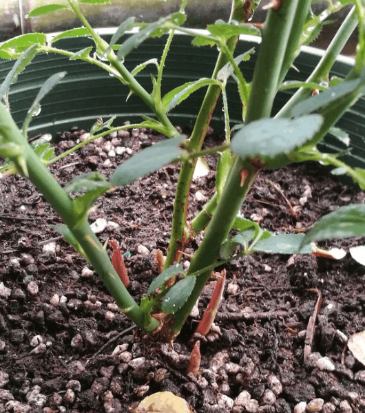 越冷越要“减装”, 及时给月季剪两刀, 明年花开满院子!