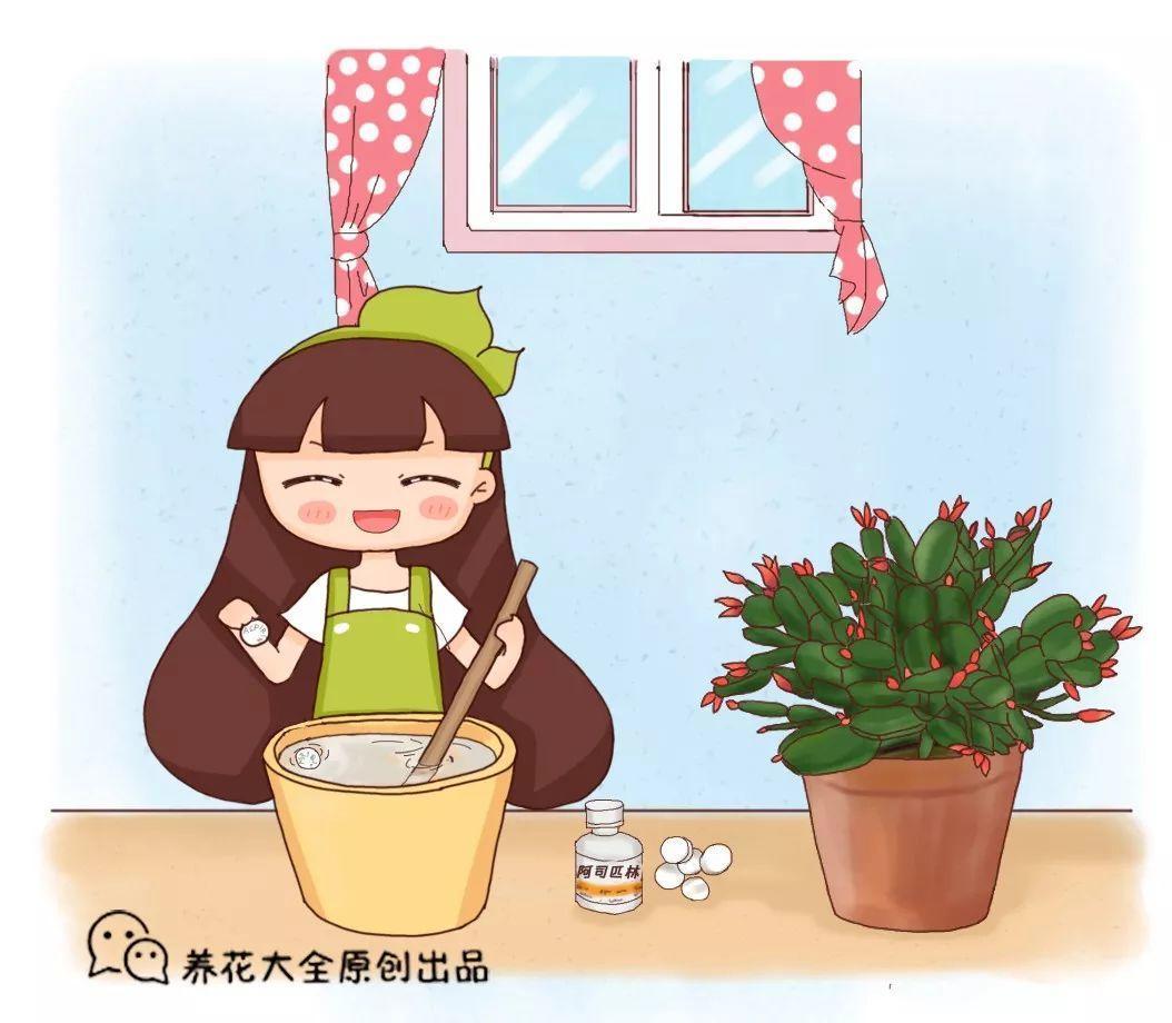 过期感冒药小钙片···养花来1粒, 新叶呼呼冒, 跟打了激素似的!