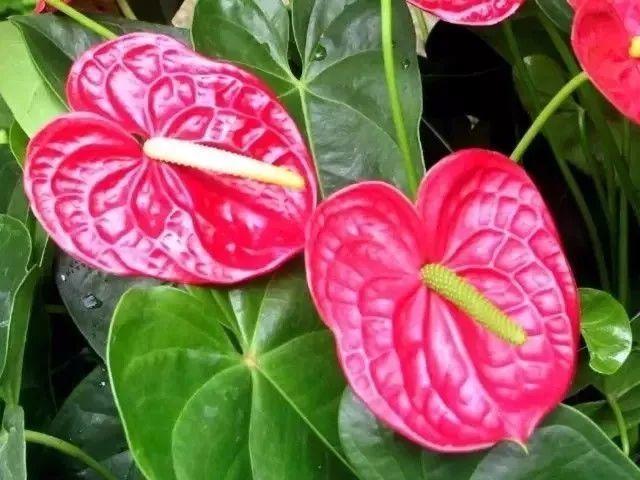 这7种心形花, 好看又好养, 还可以当窗帘用!
