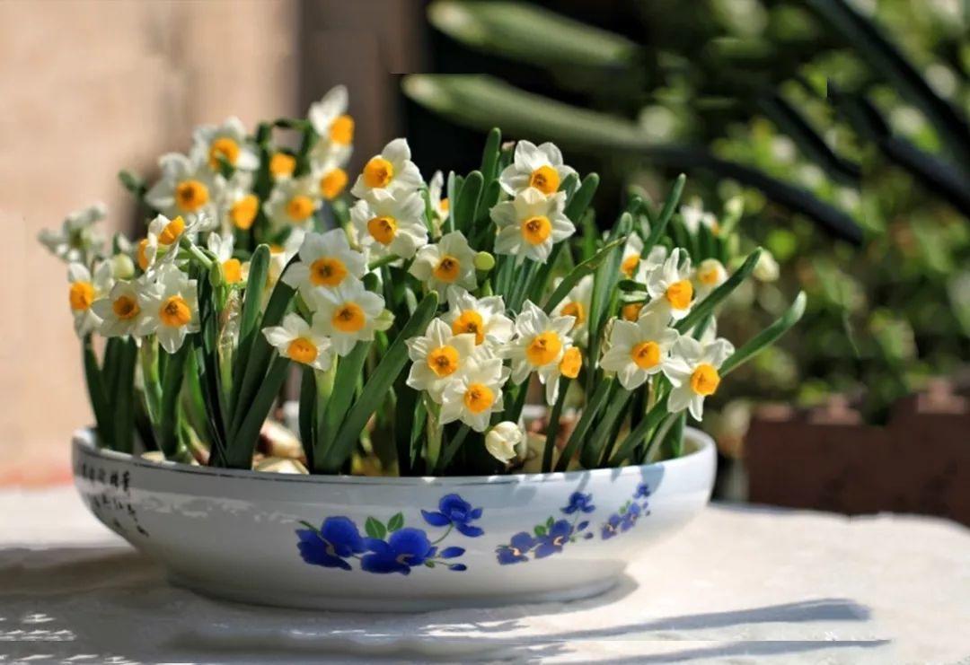 “冬至”养花有讲究, 从浇水到修剪, 赶紧给花过个肥年!