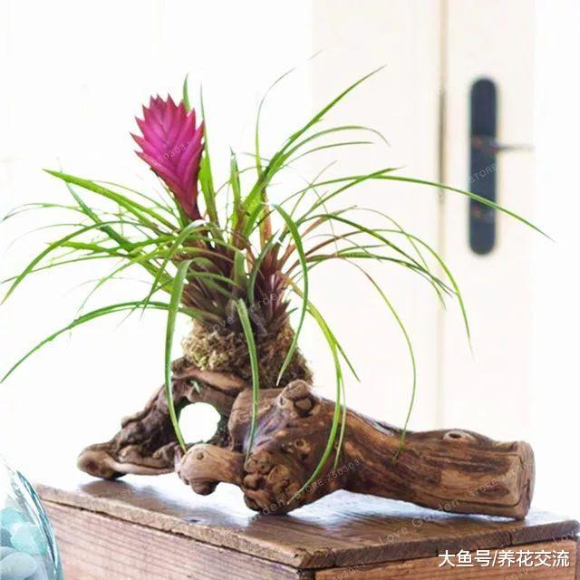 紫凤梨的花朵为什么那么快凋谢, 有什么养护的秘诀?